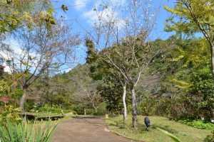 20161103-20161104ジュウガツザクラ　十月桜　が咲いています (1)